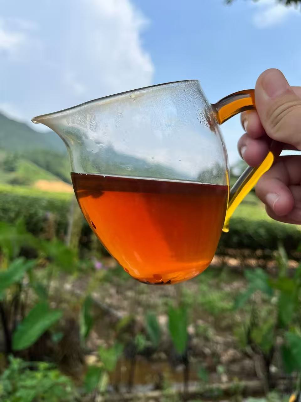 Spring 2026 Wuyi Tea Special – Choose Your Own 5×8g Tea Tasting Set Minimum 5 packs (40g total) – Fresh Rock Oolong & Black Tea from Wuyi Mountains - Image 4