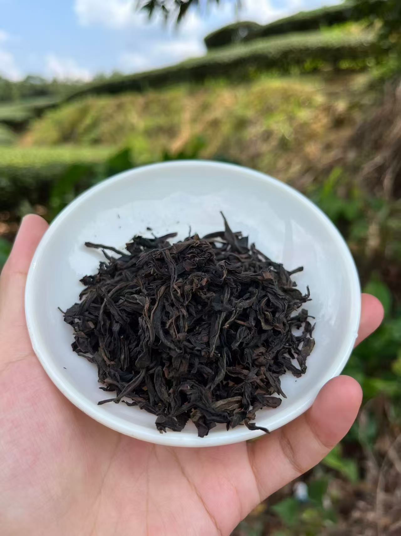 Spring 2026 Wuyi Tea Special – Choose Your Own 5×8g Tea Tasting Set Minimum 5 packs (40g total) – Fresh Rock Oolong & Black Tea from Wuyi Mountains - Image 15