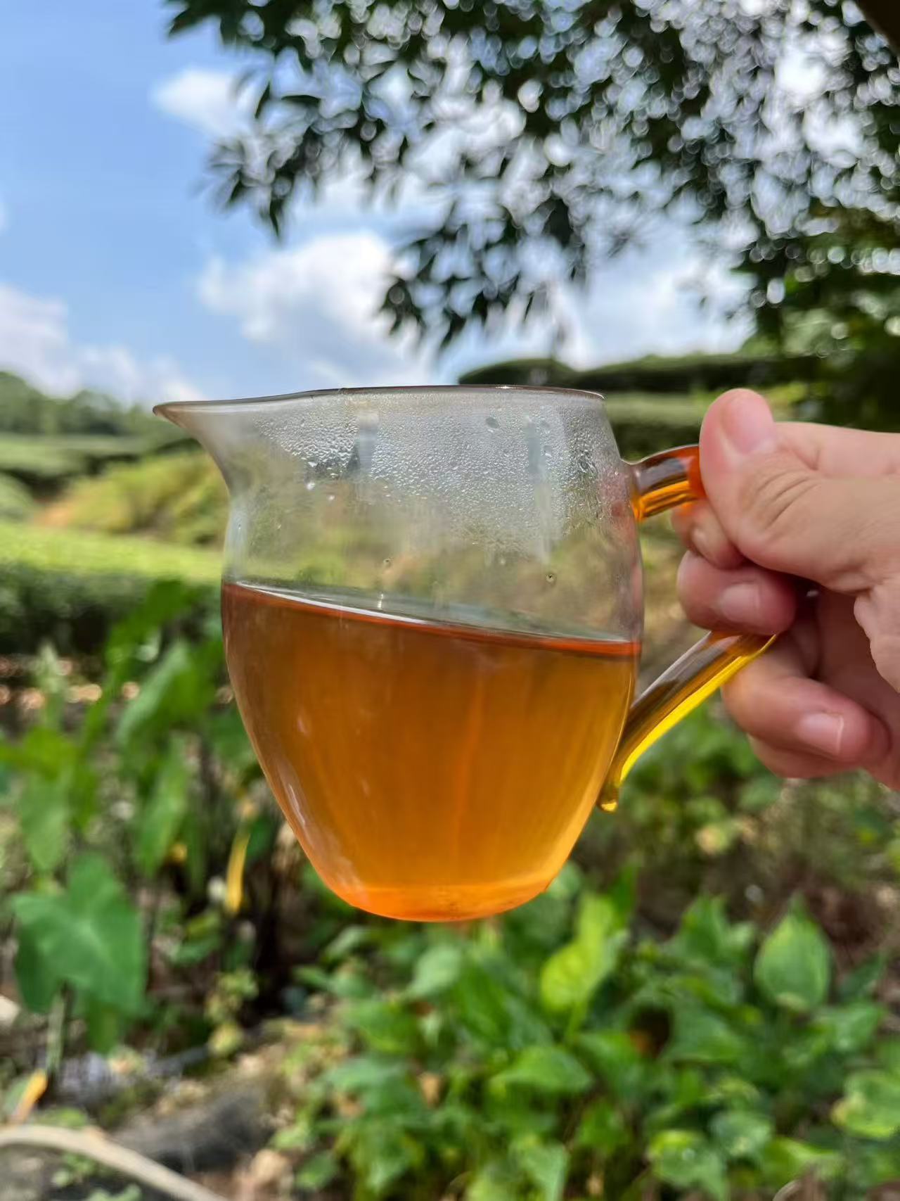 Spring 2026 Wuyi Tea Special – Choose Your Own 5×8g Tea Tasting Set Minimum 5 packs (40g total) – Fresh Rock Oolong & Black Tea from Wuyi Mountains