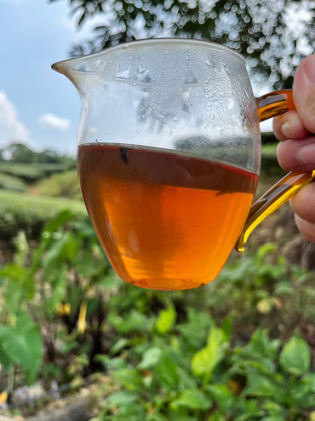 Spring 2026 Wuyi Tea Tasting Set – Build Your Own 5×8g Sampler – Fresh Rock Oolong & Black Tea - Image 38