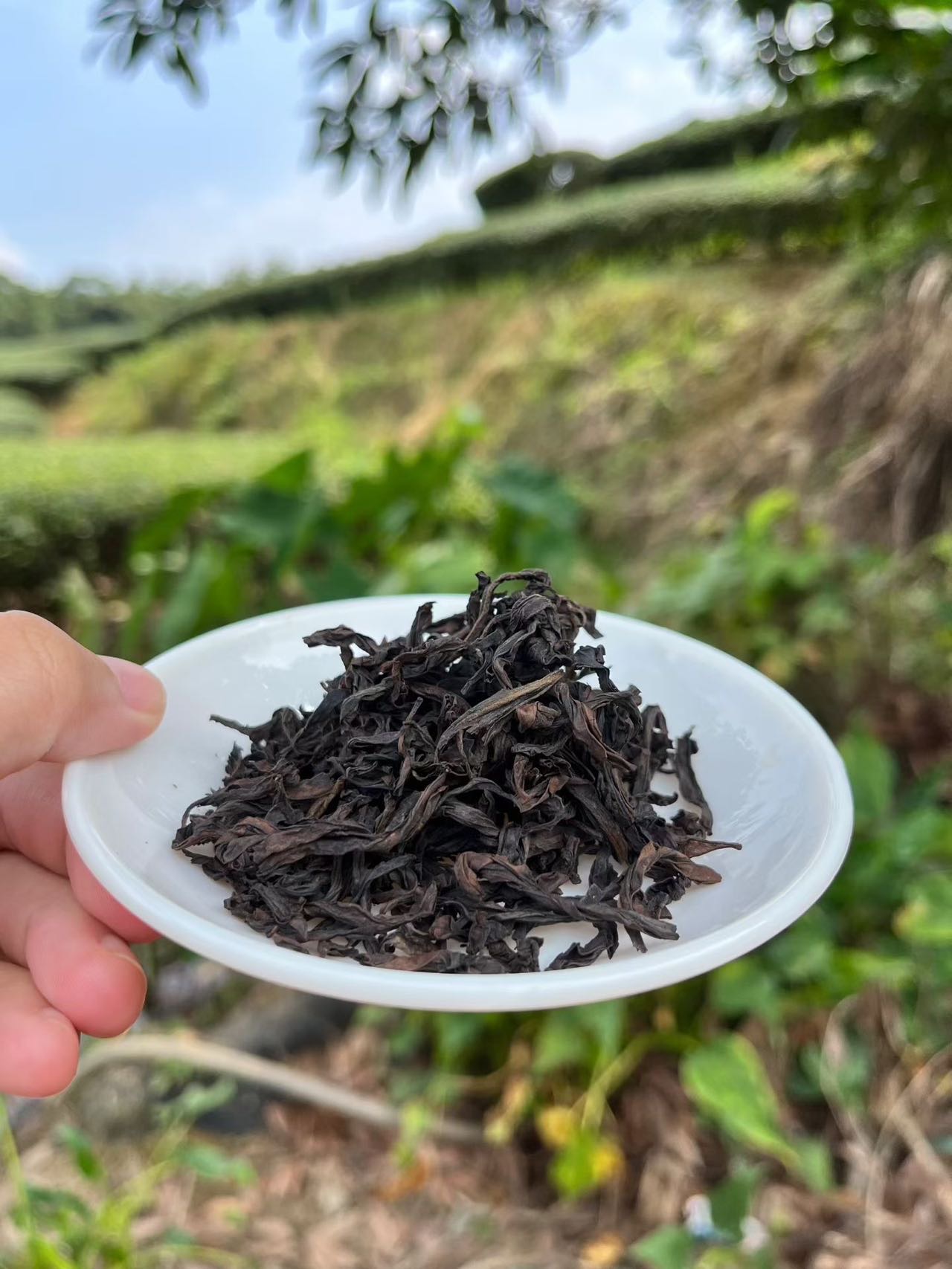 Spring 2026 Wuyi Tea Tasting Set – Build Your Own 5×8g Sampler – Fresh Rock Oolong & Black Tea - Image 39