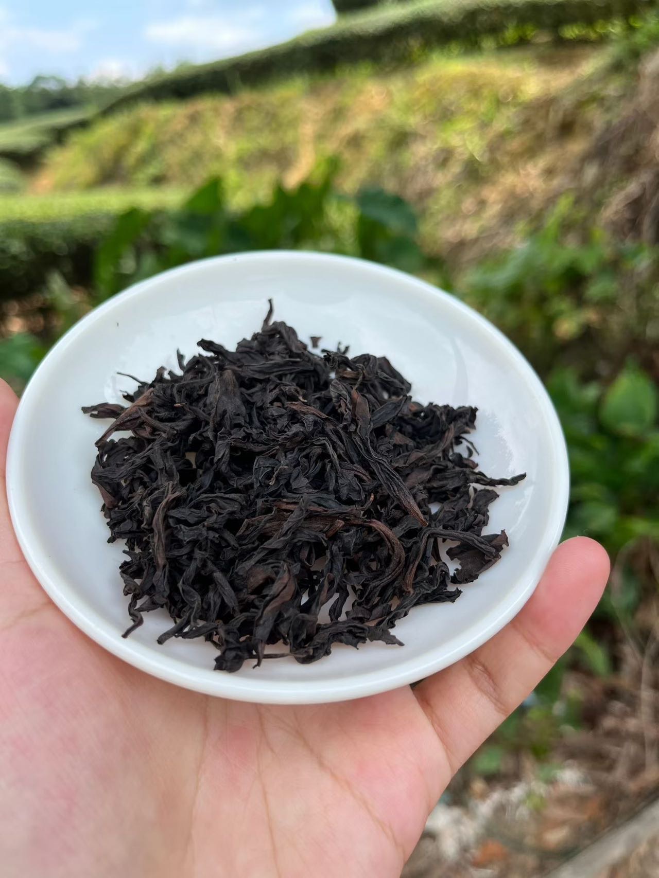 Spring 2026 Wuyi Tea Tasting Set – Build Your Own 5×8g Sampler – Fresh Rock Oolong & Black Tea - Image 51