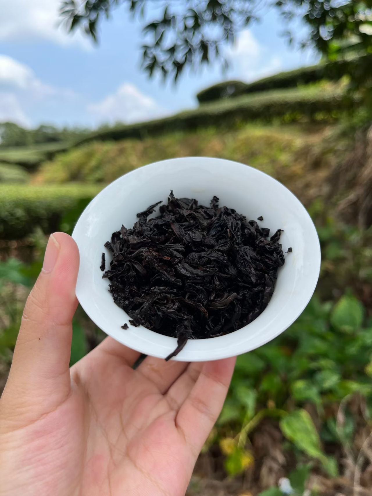 Spring 2026 Wuyi Tea Tasting Set – Build Your Own 5×8g Sampler – Fresh Rock Oolong & Black Tea - Image 49