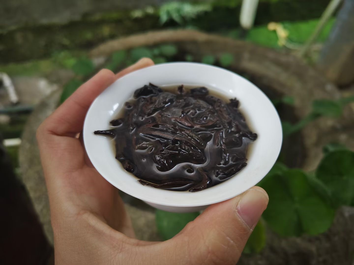 Spring 2026 Wuyi Tea Tasting Set – Build Your Own 5×8g Sampler – Fresh Rock Oolong & Black Tea - Image 42