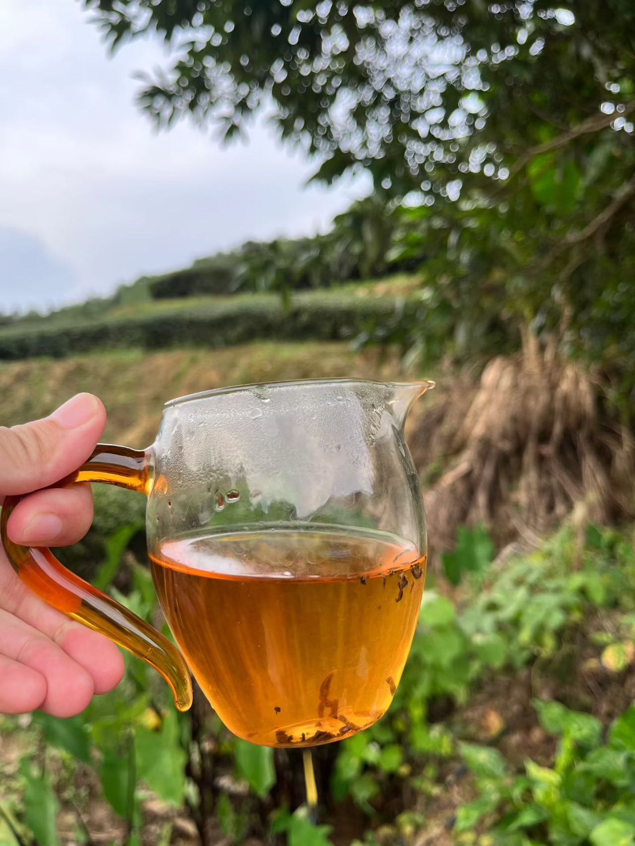 Spring 2026 Wuyi Tea Tasting Set – Build Your Own 5×8g Sampler – Fresh Rock Oolong & Black Tea - Image 45