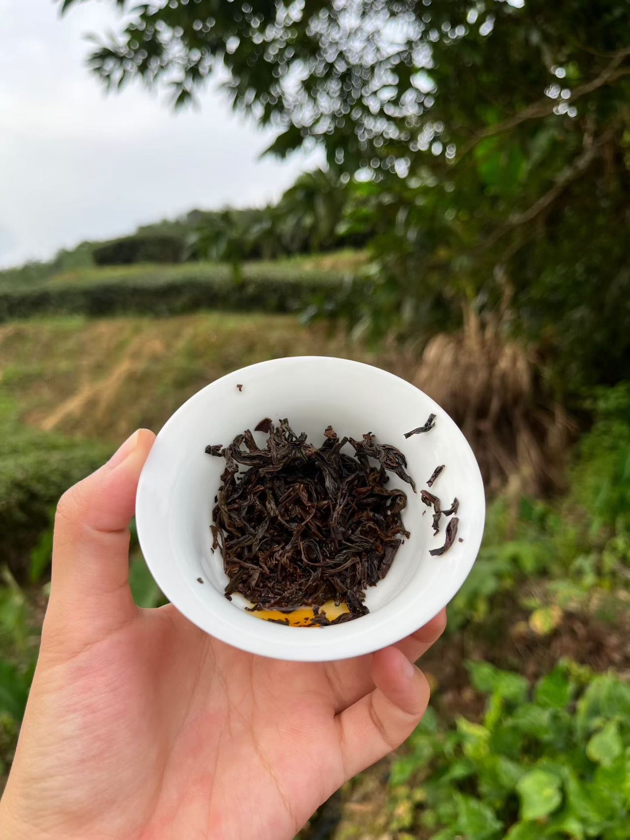 Spring 2026 Wuyi Tea Tasting Set – Build Your Own 5×8g Sampler – Fresh Rock Oolong & Black Tea - Image 46